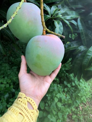 mango wikipedia fruta
