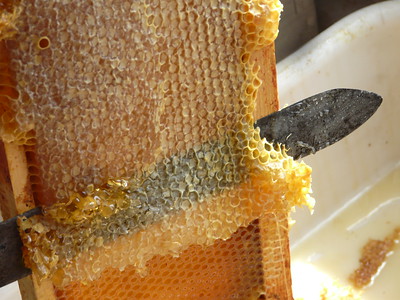 castracion de panal de miel