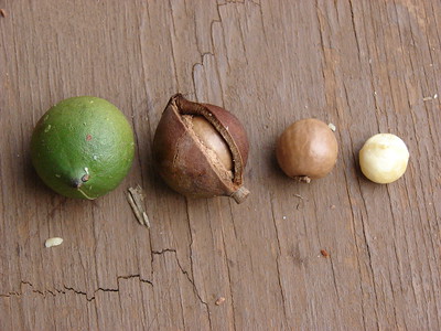 nueces de macadamia