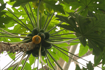 mascarilla fructis papaya