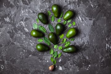 patron zutano aguacate