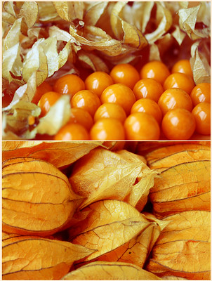 physalis fruta