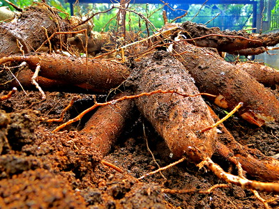planta yuca tiendadefruta