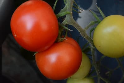 tomates de almeria