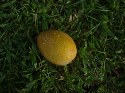 un mango desde semilla da fruto