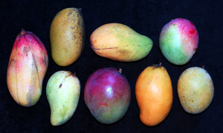 variedades-de-mangos