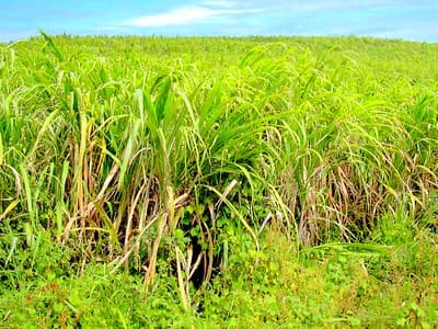 canne a sucre cultivé a Almunecar