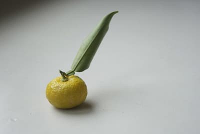 yuzu