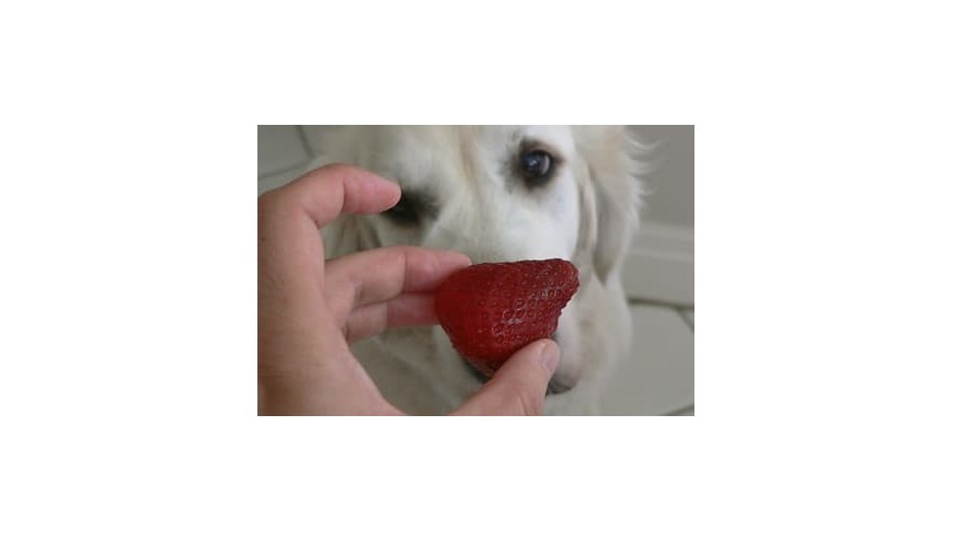 pueden comer los perros - Tienda Fruta